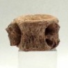  Enchodus libycus (Vertebra)