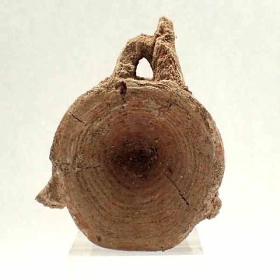 Enchodus libycus (Vertebra) Enchodus libycus (Vertebra)