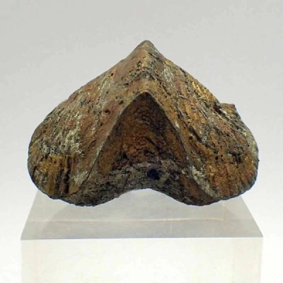 Paraspirifer bownockeri Paraspirifer bownockeri