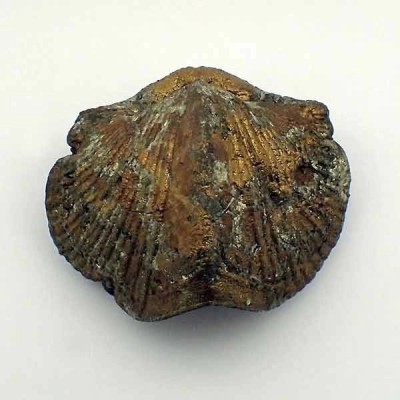 Paraspirifer bownockeri Paraspirifer bownockeri
