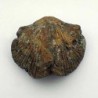  Paraspirifer bownockeri 
