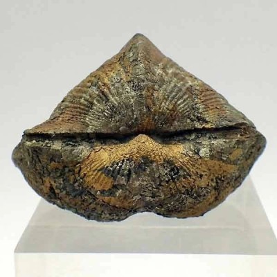 Paraspirifer bownockeri Paraspirifer bownockeri