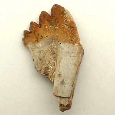 Dorudon atrox (Prozeuglodon) Dorudon atrox (Prozeuglodon)