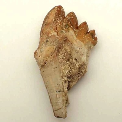 Dorudon atrox (Prozeuglodon) Dorudon atrox (Prozeuglodon)