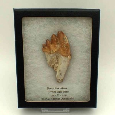 Dorudon atrox (Prozeuglodon) Dorudon atrox (Prozeuglodon)