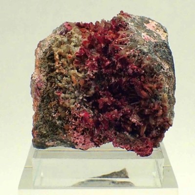 Eritrina Eritrina