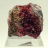 Eritrina