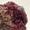  Eritrina