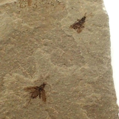 Beetle sp. Beetle sp.