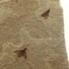 Beetle sp.