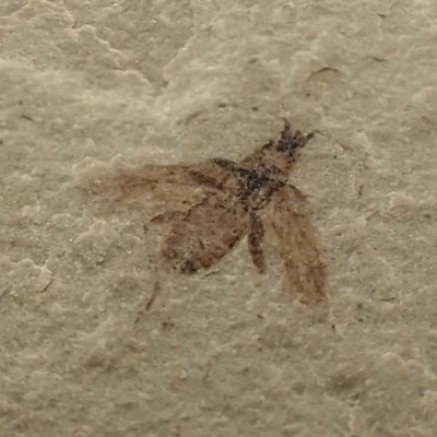Beetle sp. Beetle sp.