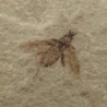  Beetle sp.
