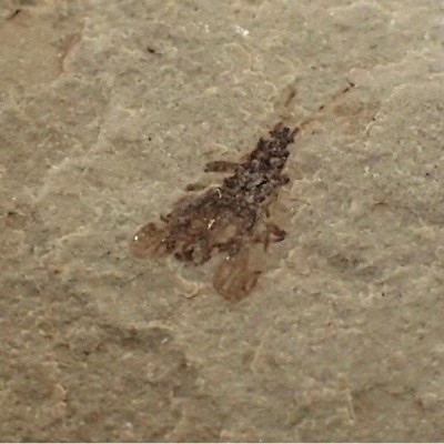 Beetle sp. Beetle sp.