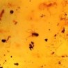  Insectos en ámbar dominicano