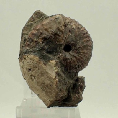 Discoscaphites conradi Discoscaphites conradi
