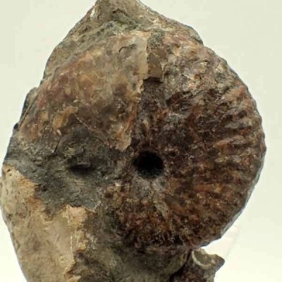 Discoscaphites conradi Discoscaphites conradi