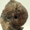  Discoscaphites conradi