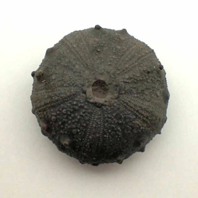 Gymnocidaris atchanensis Gymnocidaris atchanensis