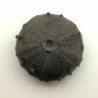 Gymnocidaris atchanensis