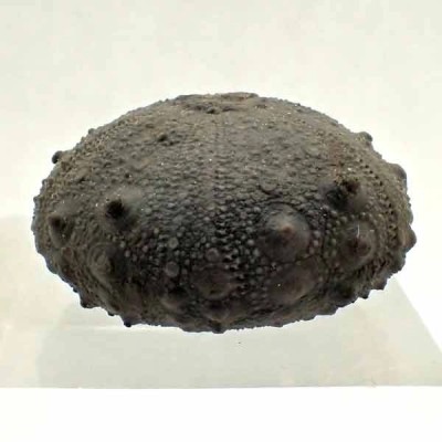 Gymnocidaris atchanensis Gymnocidaris atchanensis
