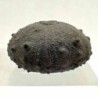  Gymnocidaris atchanensis