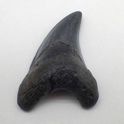 Paratodus benedini Paratodus benedini