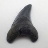 Paratodus benedini