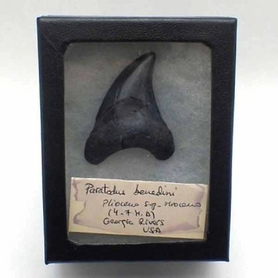 Paratodus benedini Paratodus benedini