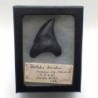  Paratodus benedini