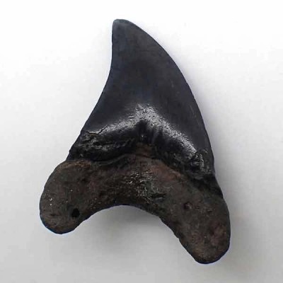 Paratodus benedini Paratodus benedini