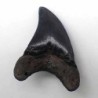  Paratodus benedini
