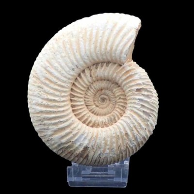Katroliceras matsumotoi Katroliceras matsumotoi