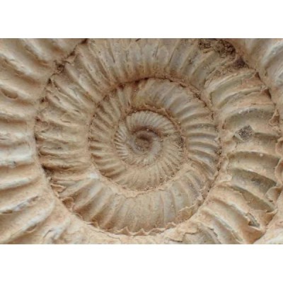 Katroliceras matsumotoi Katroliceras matsumotoi