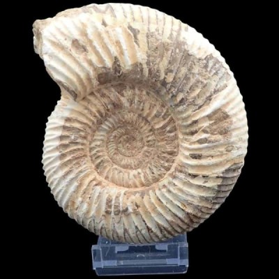Katroliceras matsumotoi Katroliceras matsumotoi