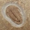  Hatangia scita 