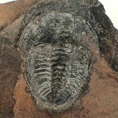 Norinia convexa Norinia convexa
