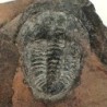  Norinia convexa