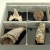 Coleccion fósiles (8p.)