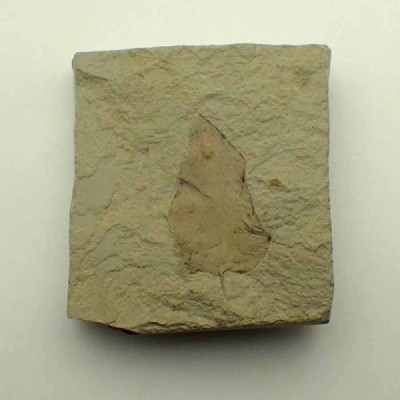 Laurus eocenica Laurus eocenica