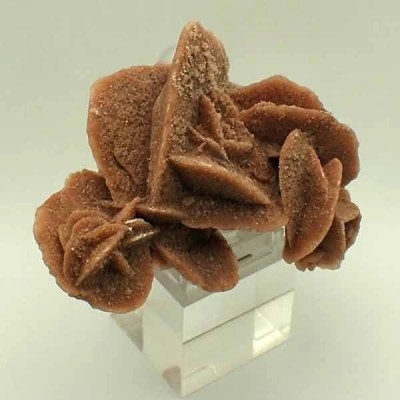  Rosa del desierto