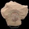 Redlichia mansuyi