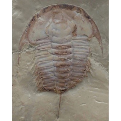 Redlichia mansuyi Redlichia mansuyi