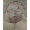  Redlichia mansuyi