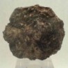  Acervularia ananas