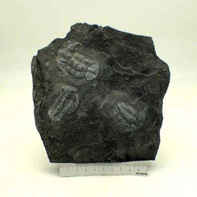 Norinia convexa Norinia convexa