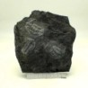 Norinia convexa