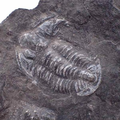 Norinia convexa Norinia convexa