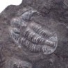 Norinia convexa