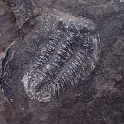 Norinia convexa Norinia convexa