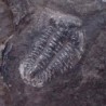  Norinia convexa